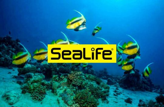 sealife