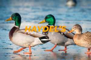 Haydels