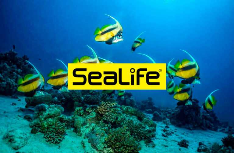 sealife